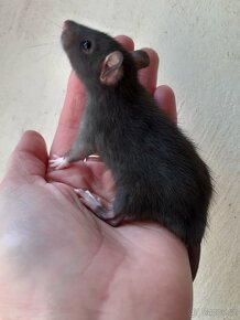 Potkan, potkani - barevní - 4