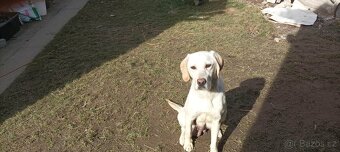Labradorský retrívr - 4