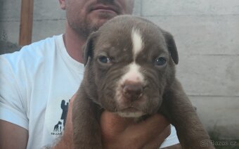 American Bully - ch.s Family Muscle Bullies - 4