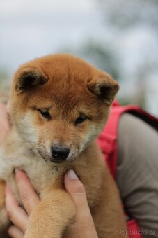 Shiba inu s PP - 4