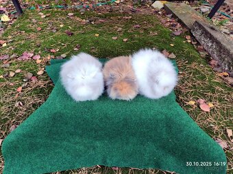 Teddy králíčci mláďata nové vrhy - 4