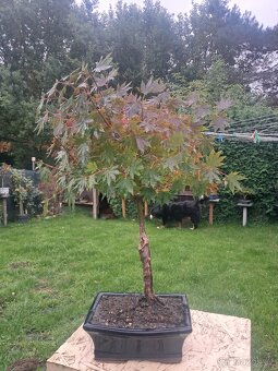 Bonsaj,bonsai Javor - 4