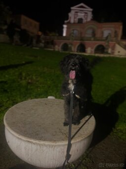 Daruji psa za pitel granuli - 4