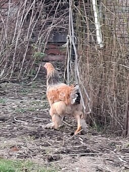 Kohoutek brahmanka velka - 4