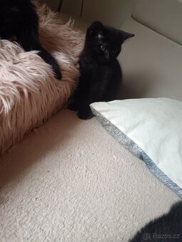 Daruji  koťátka - 4