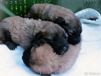 Kavkazský pastevecký pes - 4