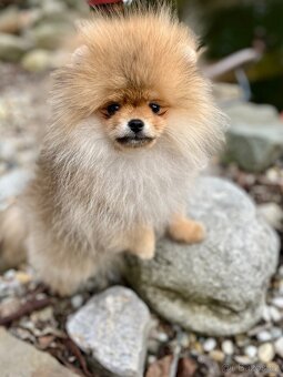 Pomeranian s PPFCI - 4