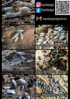 Isopody (nejen) ŽIVÁ EXOTIKA, stínky - 4