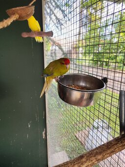 Kakariky - 4