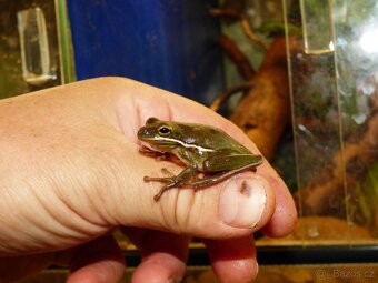 Rosnička karolínská (Hyla cinerea) - 4