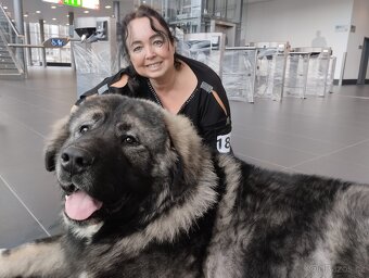 Kavkazský pastevecký pes - krytí fen s PP - 4