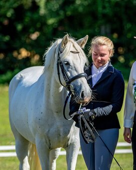 Líbivá connemara klisna do sportu - 4