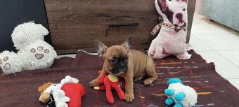 Francouzský buldoček - 4