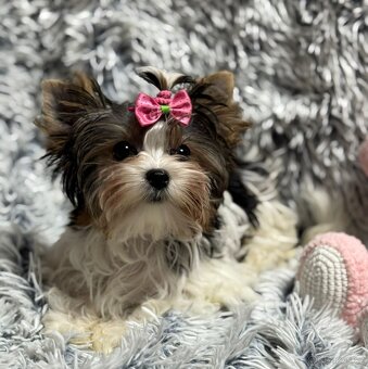 Biewer jork(Yorkshire)terier- fenka s pp - 4