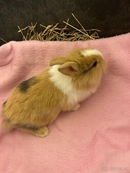 Zakrslý králík - lvíček - 4