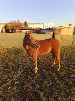 Prodám pony klisnu - 4