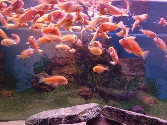 Tropheus Red Bishop - 4