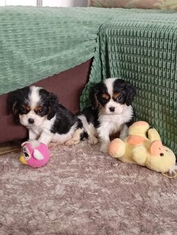 Cavalier, kavalier, cavalier king charles spaniel - 4