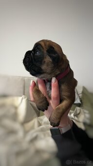 Německý boxer - Full european FCI pedigree - 4