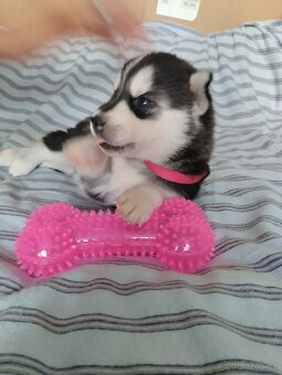 sibiřský husky štěně štěňata štěňátka - 4