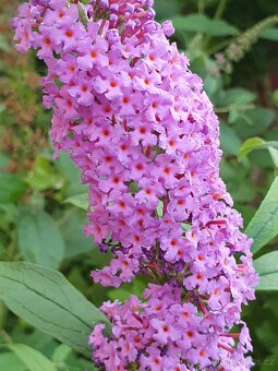 Motýlí keř 35cm - 4