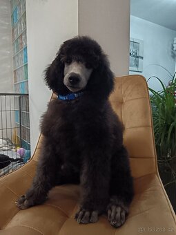 Pudl veľký (kráľovský) strieborný - 4