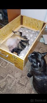 Francouzsky buldocek kryti - 4