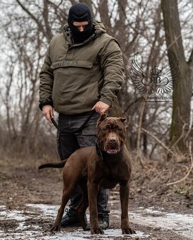 Bandog / Americky bandog - 4