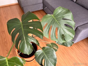 Monstera - 4