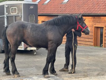 Klisny Percheron - 4