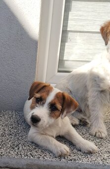 Jack Russell terier - 4