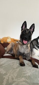 Belgický ovčák Malinois s PP - 4