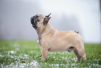 Francouzský buldoček - krytí - 4