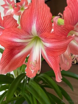 Klívie nebolí hvezdnik - 4