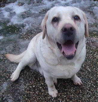 Labrador s pp, hodná dospělá fenka - 4