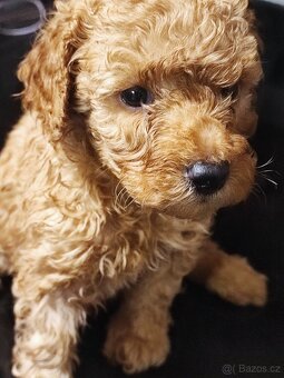 Pudl trpasličí s P.P. - 4