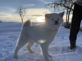 Akita Inu s PP - 4