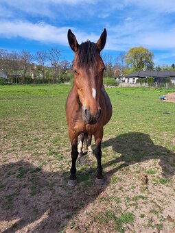 Teplokrevna kobyla - 4