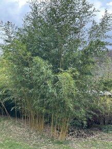 Zahradní bambus - 4