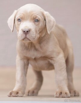 Bandog, Molos , Mastif - 4
