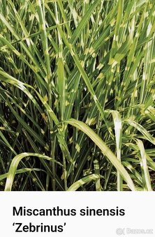 Ozdobnice čínská (Miscanthus sinensis) ´ZEBRINUS´ - 4