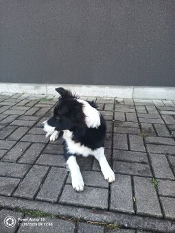 Border kolie včetně nové boudy - 4