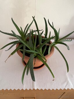 Pokojové rostliny - 4