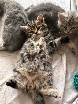 Britské whiskas koťátka - 4