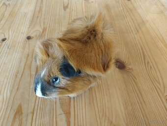 2 morčecí mladí samci nekastrovaní - jen spolu - 4