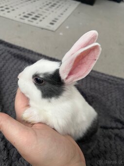 Zakrslý králíček - 4