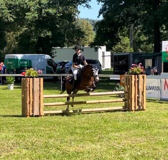 Připouštění Welsh mountain pony v AP - 4