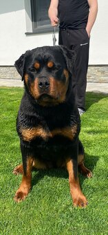 Rotvajler, rottweiler s PP - 4