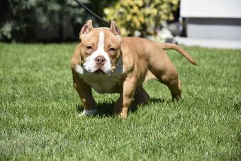 American bully s PP - 4