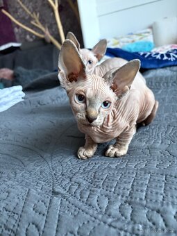 Kanadský Sphynx - 4